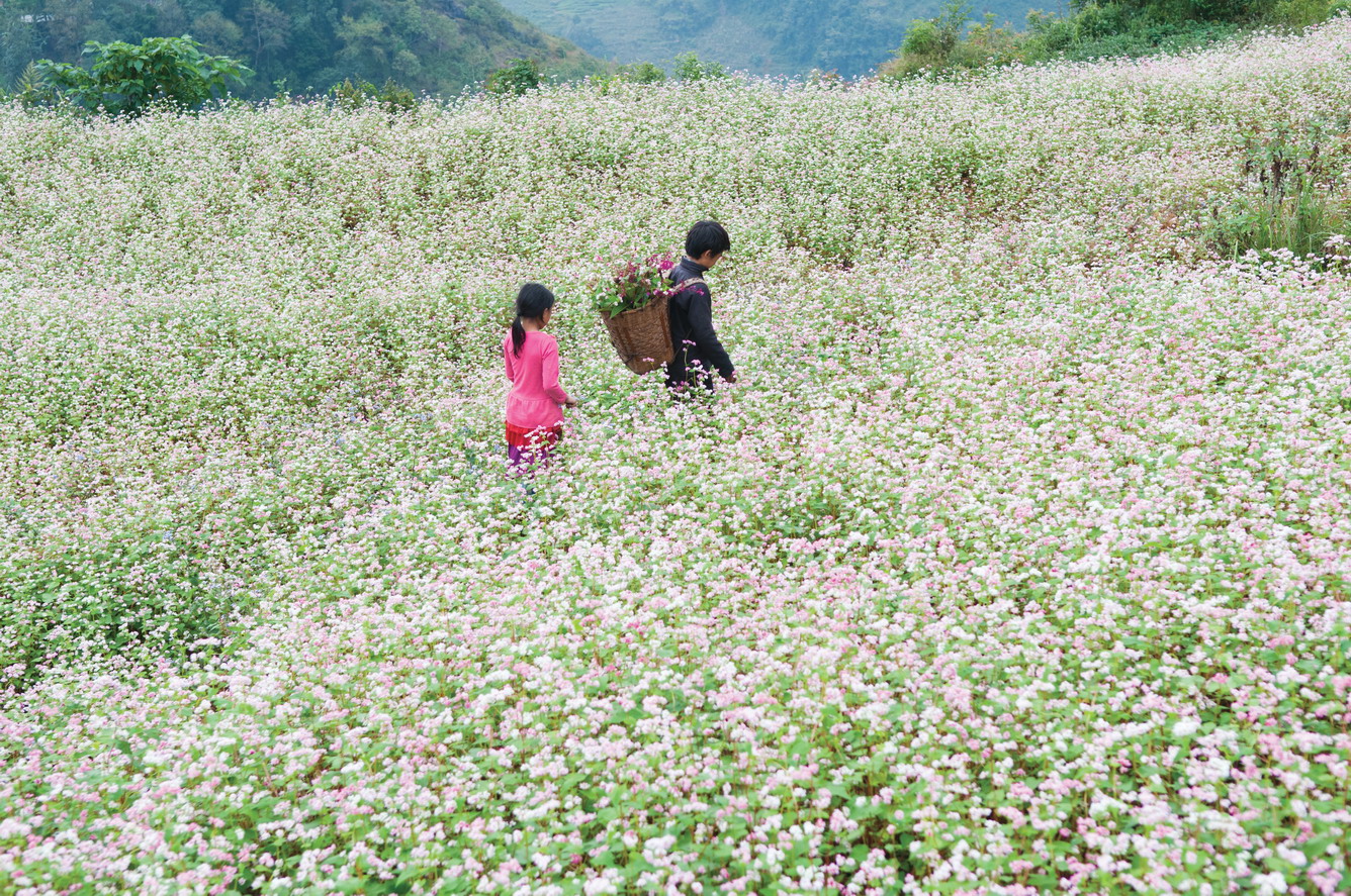 A SPECIAL FLOWER IN THE NORTH HIGHLAND VIETNAM A SPECIAL FLOWER IN THE NORTH HIGHLAND VIETNAM