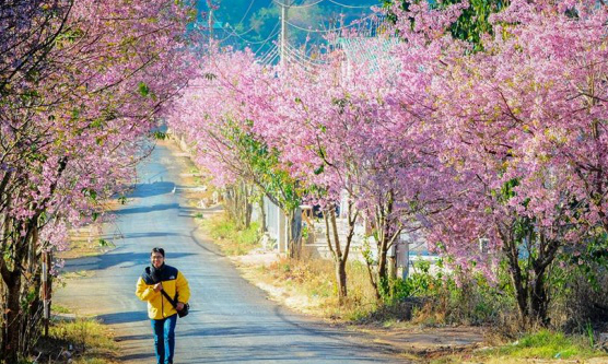 Da Lat: Best Flower and Garden Festival 2024