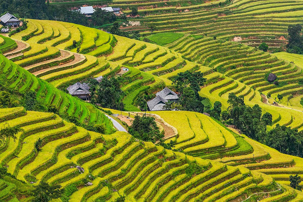10 Most Beautiful Rice Paddies and Rice Terraces in Vietnam 10 Most Beautiful Rice Paddies and Rice Terraces in Vietnam